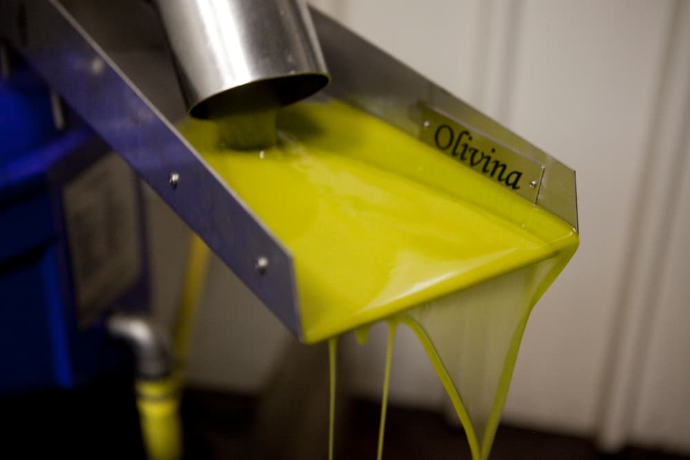 Freshly pressed olive oil pours from a metal spout.
