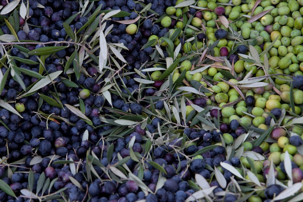 A close-up view of various olives, including green and black, scattered with olive leaves.
