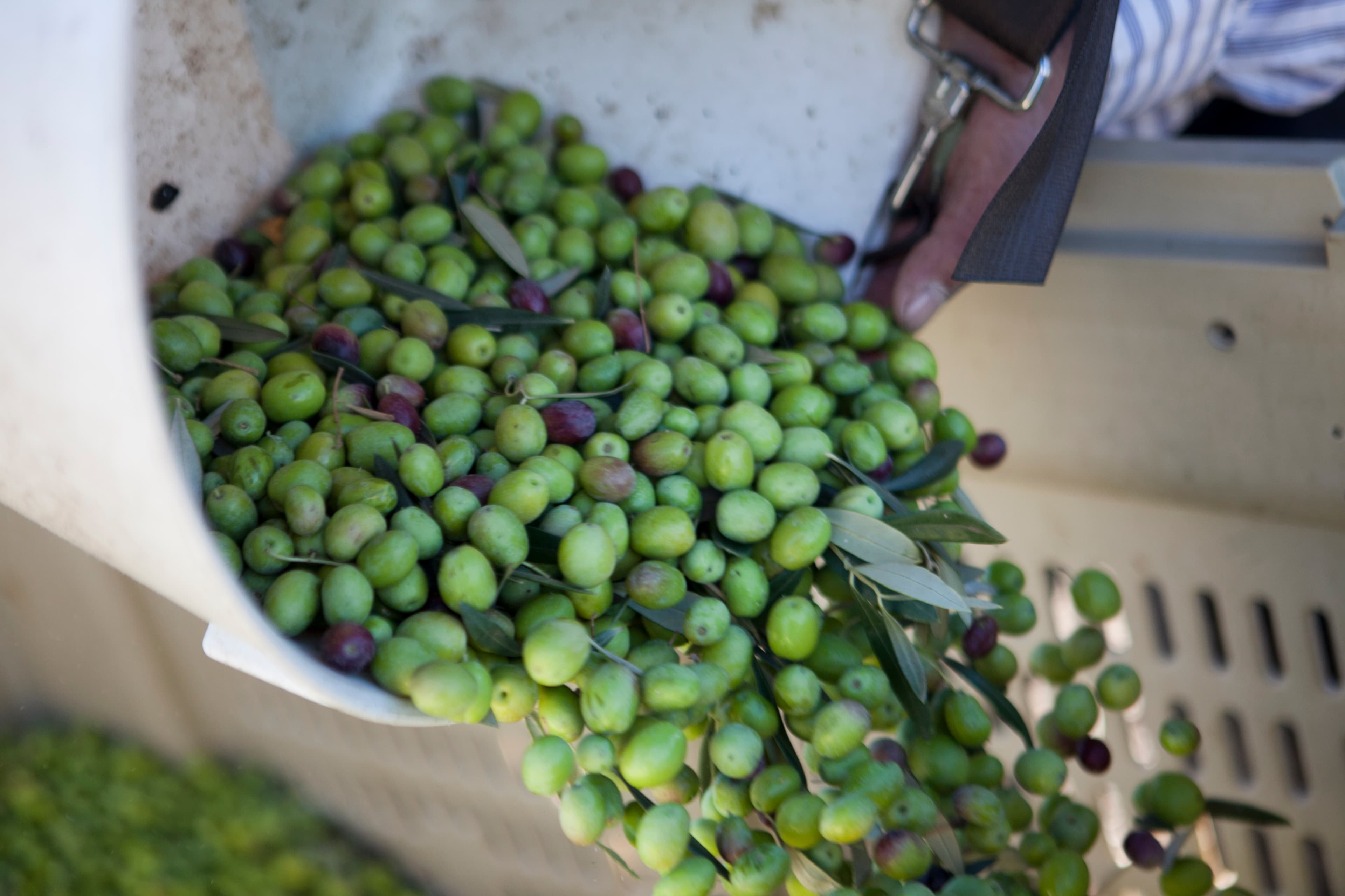A hand is pouring a mix of green and purple olives into a container.
