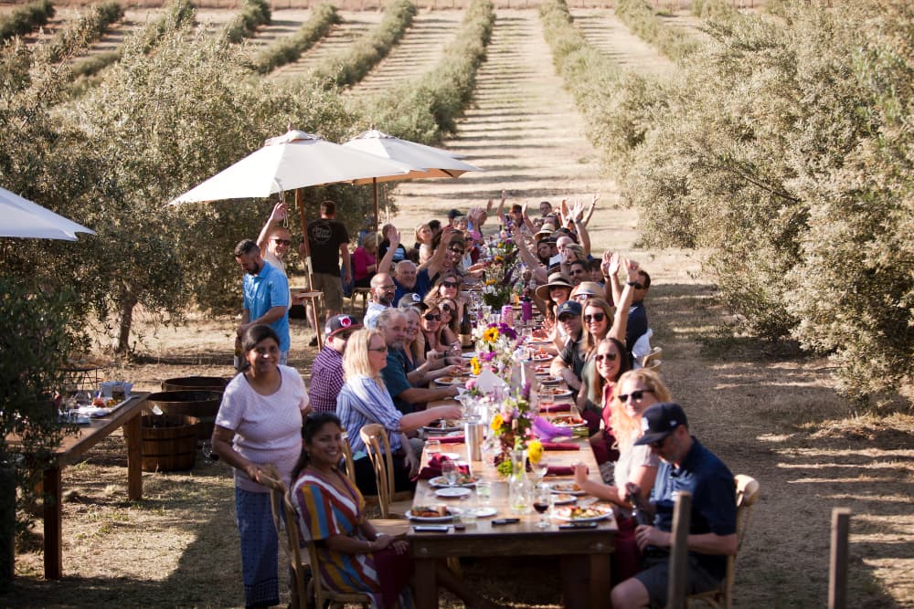 A large group of people celebrating around a long dining table in an olive grove.
