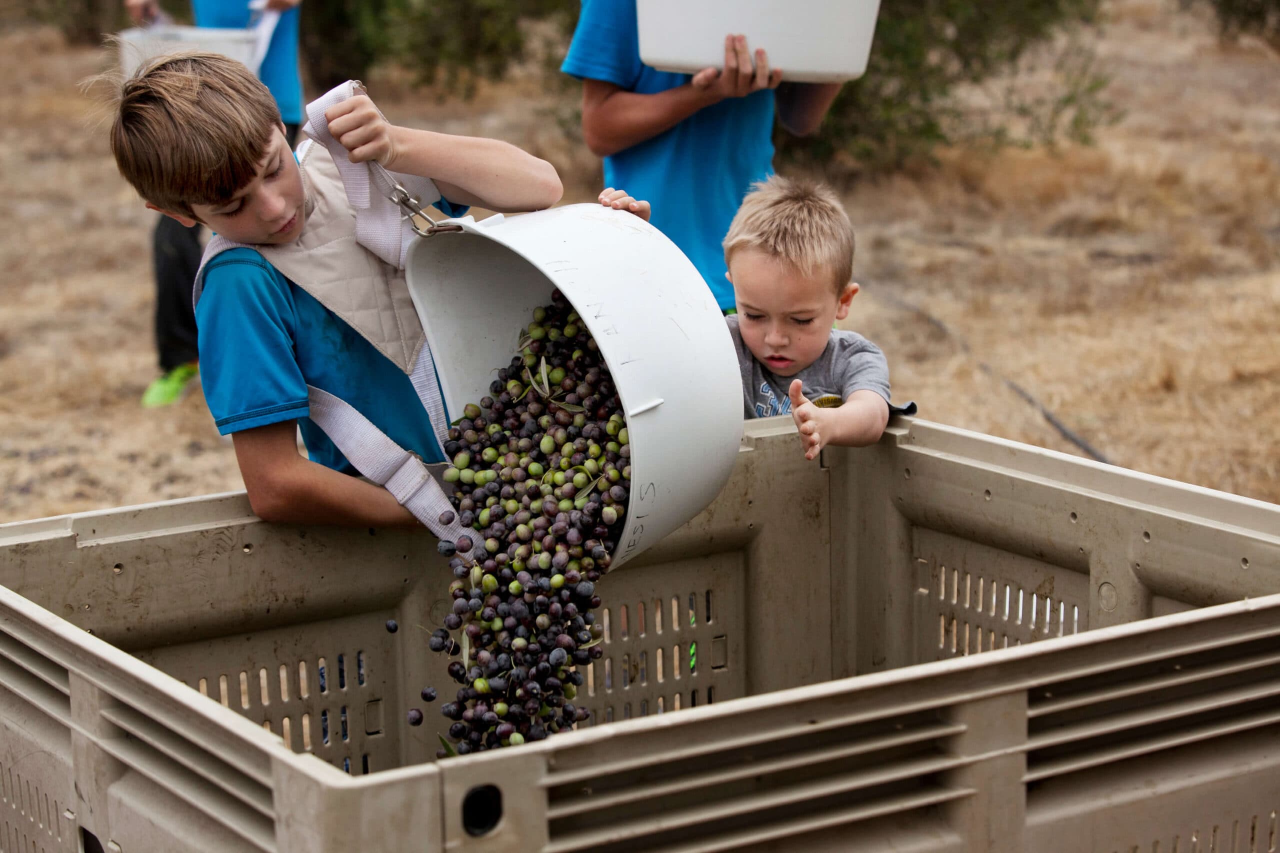 Two boys harvest olives, with one pouring them into a crate while the other eagerly reaches out.