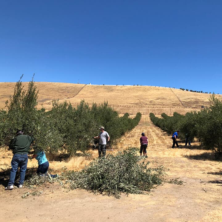 Workers harvest olives in a sunlit orchard with rolling hills in the background.